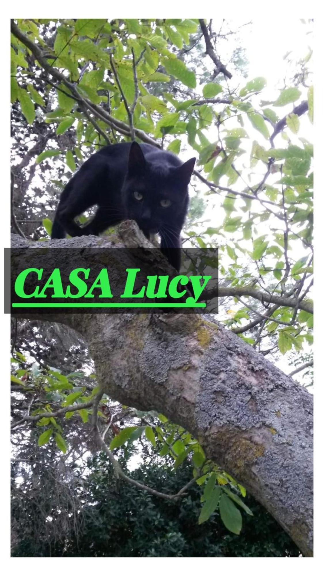 Casa Lucy Apartment Питиляно Екстериор снимка